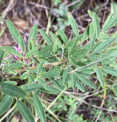 Lespedeza virginica