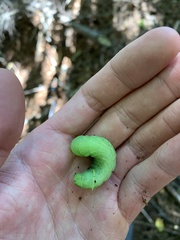 Paonias excaecata