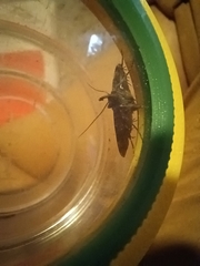 Tetanolita mynesalis