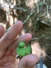 Paonias excaecata