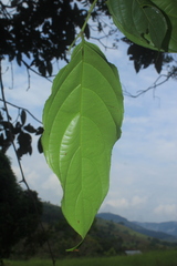 Piparea dentata