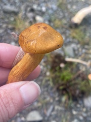 Dermocybe