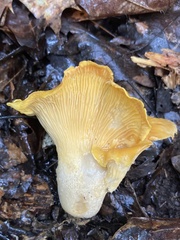 Cantharellus lateritius