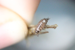 Australophiloscia societatis