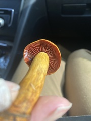 Dermocybe