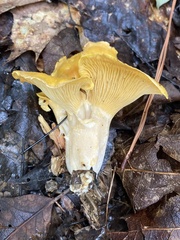 Cantharellus lateritius