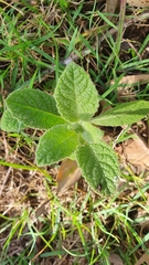 Pterocaulon redolens