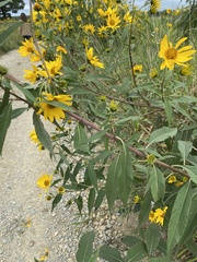 Helianthus grosseserratus