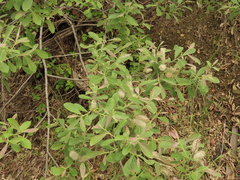 Salix delnortensis