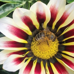 Apis mellifera