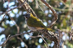Saltator maximus