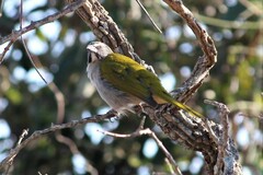Saltator maximus