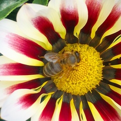 Apis mellifera