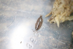 Australophiloscia societatis