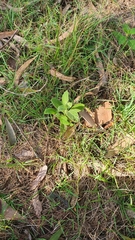 Pterocaulon redolens