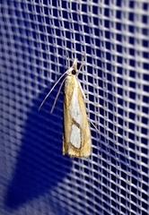Catoptria pinella