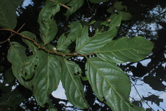 Piparea dentata