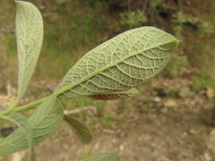 Salix delnortensis