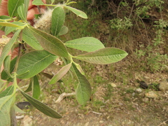 Salix delnortensis