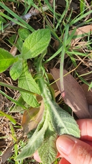 Pterocaulon redolens