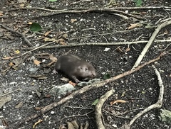 Heterogeomys hispidus