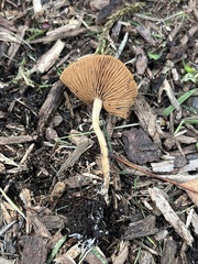Agrocybe arvalis