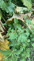 Galinsoga quadriradiata