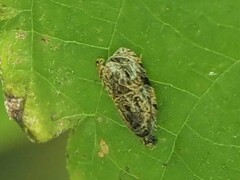 Olethreutes furfuranum