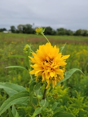 Helianthus grosseserratus