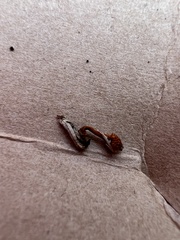 Ophiocordyceps variabilis