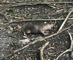 Heterogeomys hispidus
