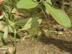 Salix delnortensis