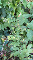 Sanicula canadensis
