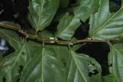 Piparea dentata