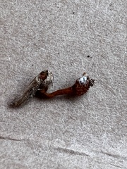 Ophiocordyceps variabilis