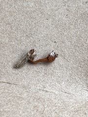 Ophiocordyceps variabilis