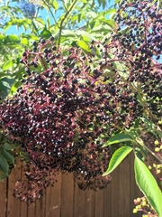 Viburnaceae