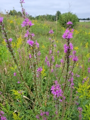 Lythrum salicaria