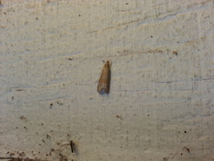 Crambidae