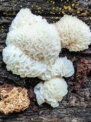 Hypomyces tremellicola