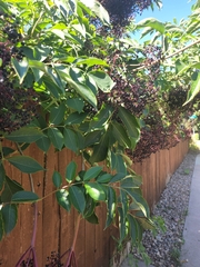 Viburnaceae