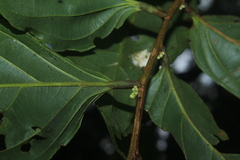 Piparea dentata