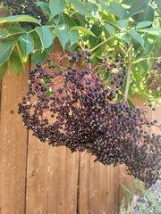 Viburnaceae