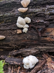 Hypomyces tremellicola