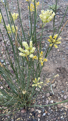 Asclepias subulata