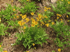 Balsamorhiza