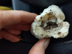 Hypomyces tremellicola