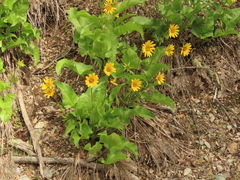 Balsamorhiza