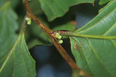Piparea dentata