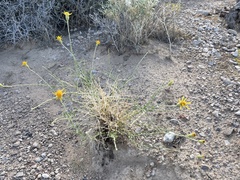 Adenophyllum cooperi